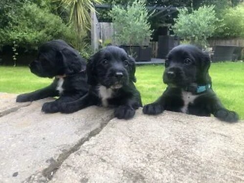 Sprocker Puppies Ready for There Forever Homes